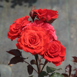 Яркая вишнево-красная - Роза флорибунда 